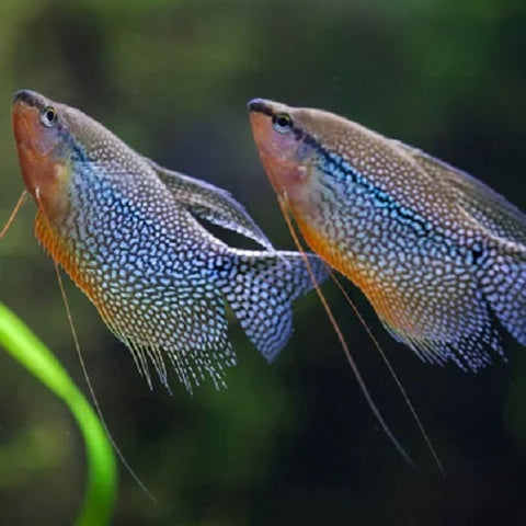 2 Dwarf Gouramis together