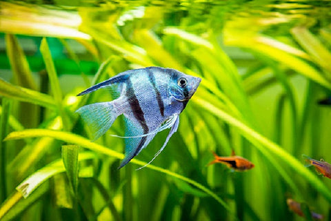 Angelfish tank mates