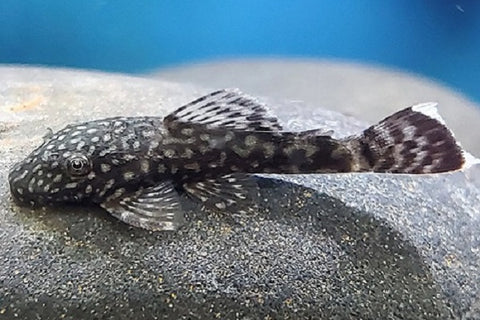 Bristlenose Pleco