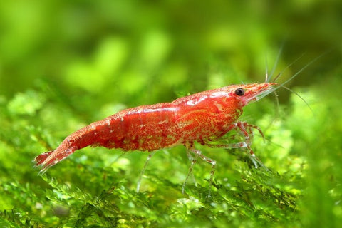 Cherry shrimp