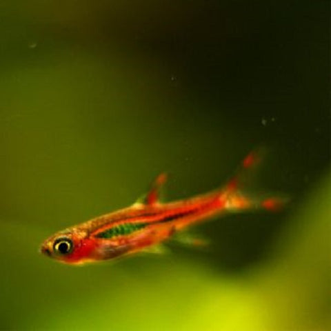 Chili Rasbora