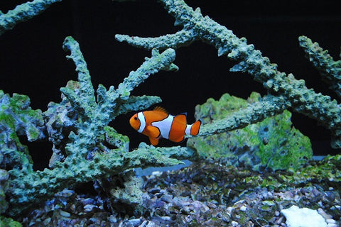 Clownfish