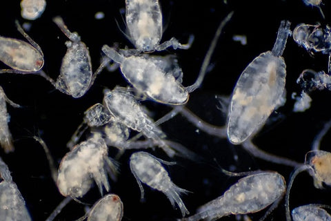 Copepod