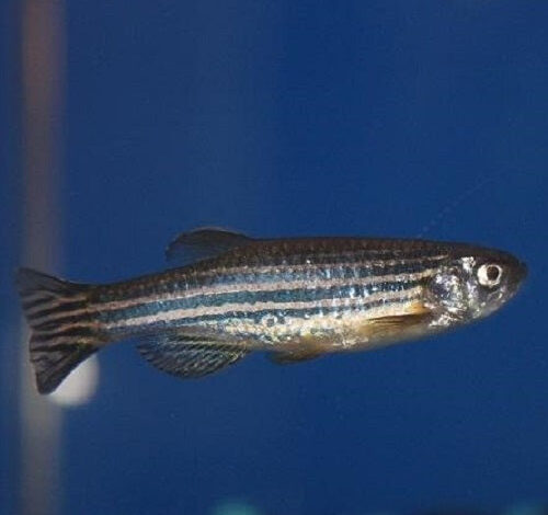 What Fish Can Go In A 3 Gallon Tank – Petnanny Retailer