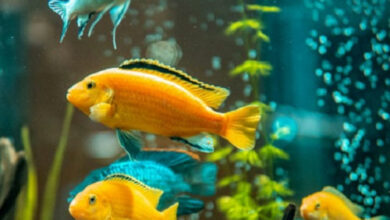 Find out how to Increase pH in An Aquarium – Petnanny Retailer