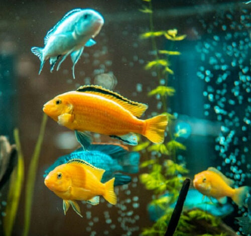 Find out how to Increase pH in An Aquarium – Petnanny Retailer