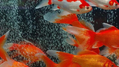 Tips on how to Feed Your Aquarium Fish Correctly – Petnanny Retailer