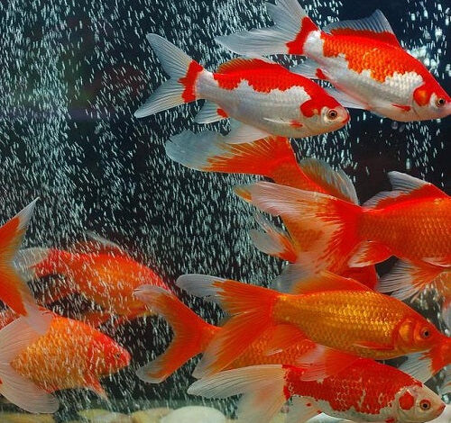 Tips on how to Feed Your Aquarium Fish Correctly – Petnanny Retailer