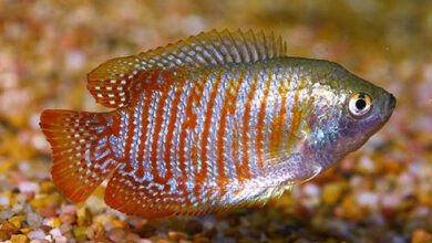 Can You Hold Dwarf Gouramis Collectively – Petnanny Retailer