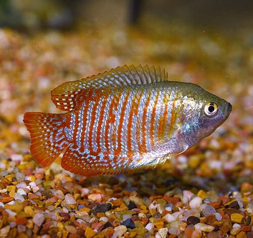 Can You Hold Dwarf Gouramis Collectively – Petnanny Retailer