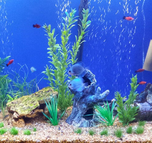 Advantages of Proudly owning An Aquarium – Petnanny Retailer