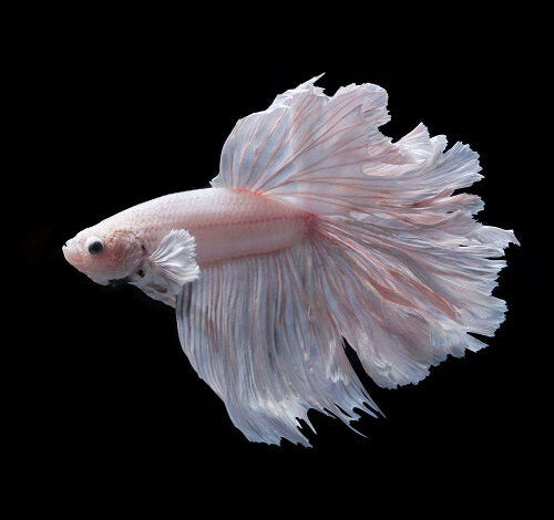 Finest Toys for Betta Fish – Petnanny Retailer