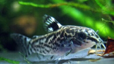 How Many Cory Catfish in A ten Gallon Tank – Petnanny Retailer