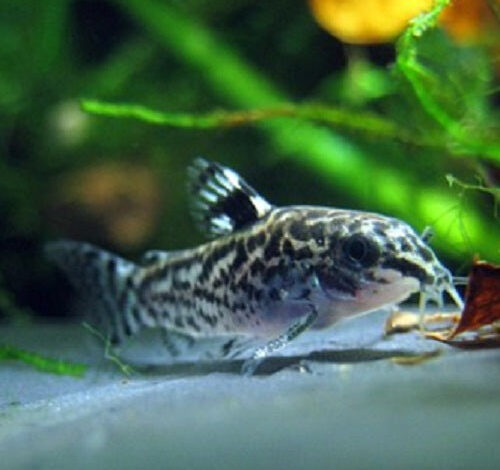 How Many Cory Catfish in A ten Gallon Tank – Petnanny Retailer