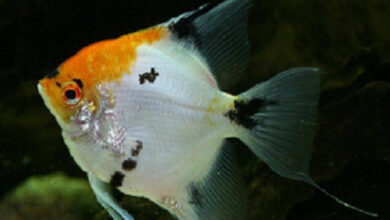 How Many Angelfish in A 55 Gallon Tank – Petnanny Retailer