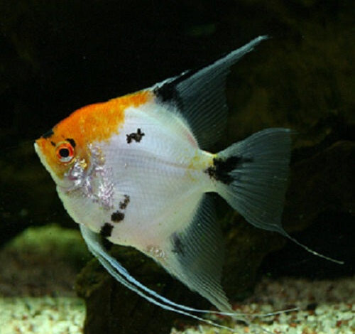 How Many Angelfish in A 55 Gallon Tank – Petnanny Retailer