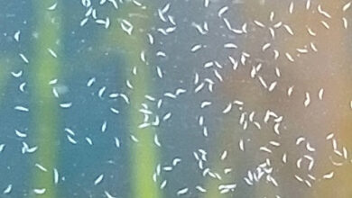 Tiny White Bugs in Aquarium – Petnanny Retailer