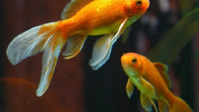 6 Finest Tank Mates for My Goldfish – Petnanny Retailer