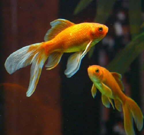 6 Finest Tank Mates for My Goldfish – Petnanny Retailer