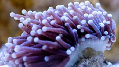 14 Kinds of Stunning Corals for Freshmen – Petnanny Retailer