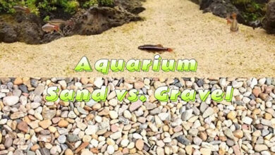 Aquarium Sand vs. Gravel – Petnanny Retailer