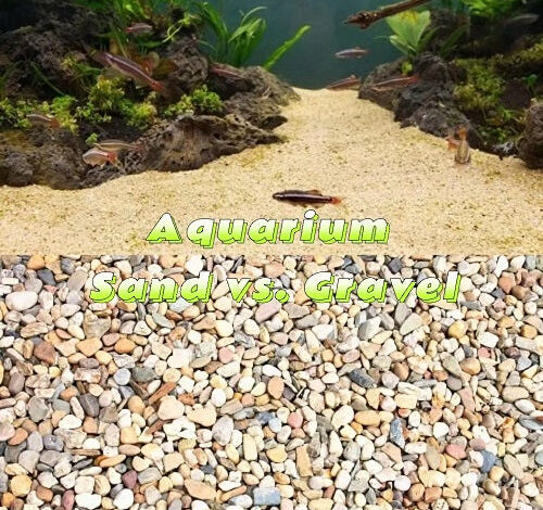 Aquarium Sand vs. Gravel – Petnanny Retailer