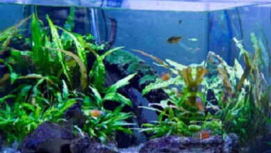 How Many Fish in A 40 Gallon Tank – Petnanny Retailer