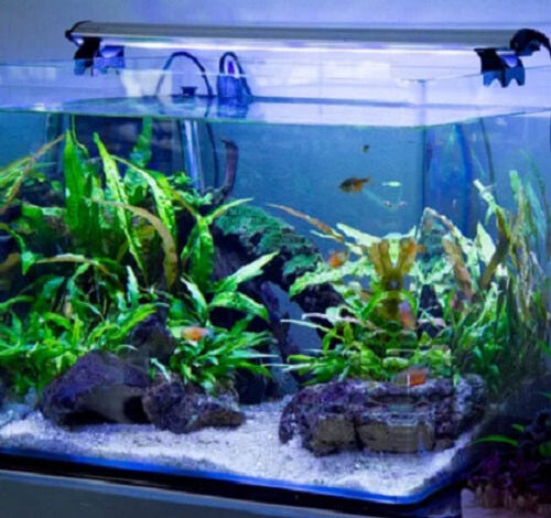 How Many Fish in A 40 Gallon Tank – Petnanny Retailer