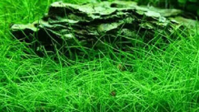 The right way to Plant Dwarf Hair Grass – Petnanny Retailer