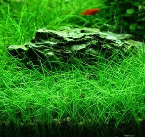 The right way to Plant Dwarf Hair Grass – Petnanny Retailer