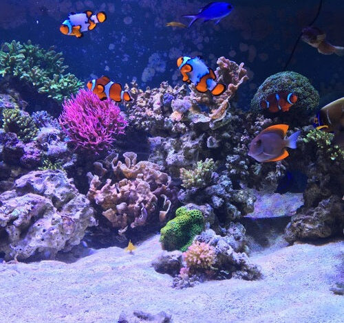 Tips on how to Arrange A Saltwater Aquarium – Petnanny Retailer