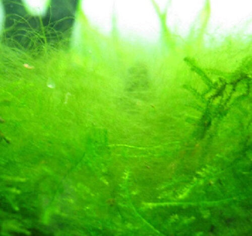 What Fish Eat Algae – Petnanny Retailer