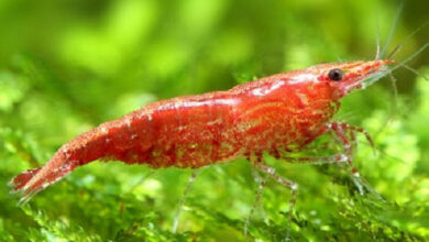 How Many Cherry Shrimp Per Gallon – Petnanny Retailer