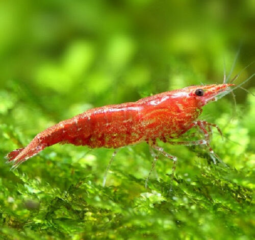 How Many Cherry Shrimp Per Gallon – Petnanny Retailer