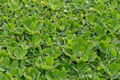 Dwarf Water Lettuce