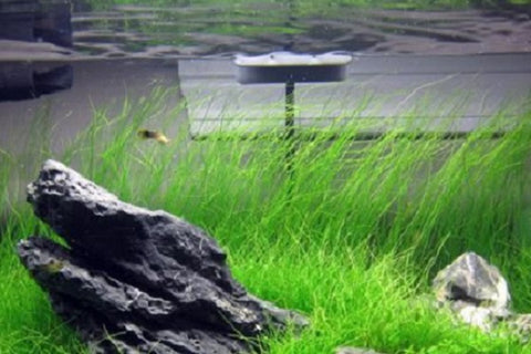 Dwarf hair grass