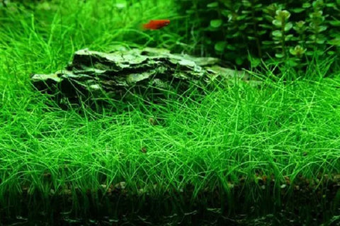 Dwarf hair grass