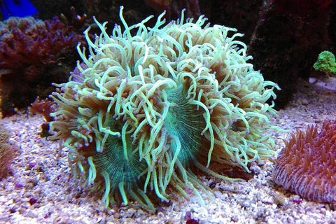 Elegance Coral