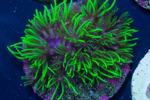 Green Star Polyps