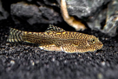 Hillstream Loach