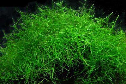 Java Moss