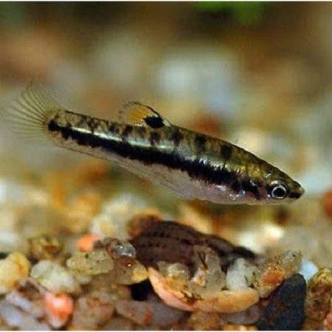 Least Killifish