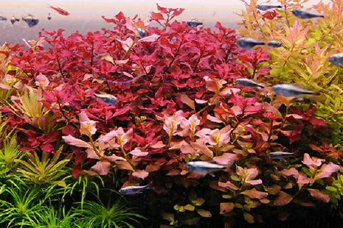 Ludwigia Repens