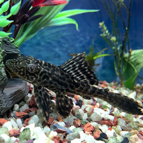 Plecostomu