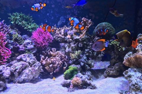 Saltwater aquarium