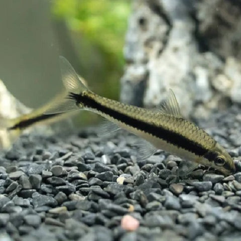 Siamese algae eater