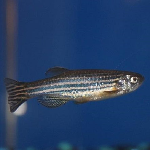 Zebra Danio