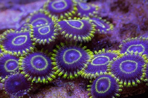 Zoanthid